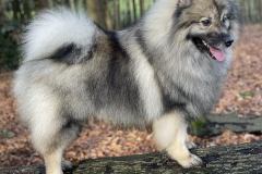 Keeshond-4