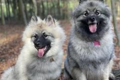 Keeshond-5