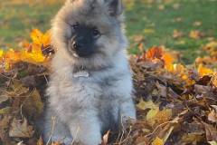 Keeshond-Halle