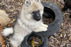 Keeshond-puppy-others