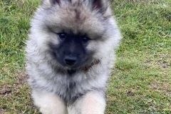 Keeshond-puppy-play