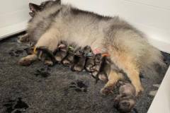 Narla-keeshond-with-pups