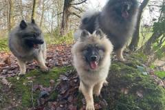 Three-keeshond