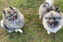 Two-Keeshond