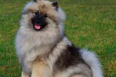 keeshond-2