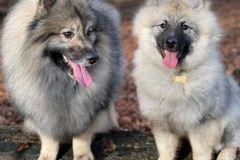 keeshond-7