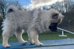 keeshond-agility
