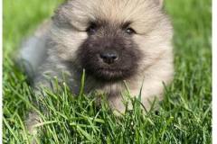keeshond-duke