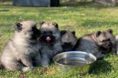 keeshond-four-puppies
