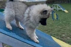 keeshond-halle-agility