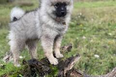 keeshond-perfect-photo