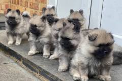 keeshond-puppies-on-step